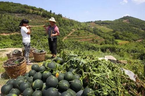 壶镇五廿八免费吃瓜,免费吃瓜狂欢，共享夏日清凉  第3张